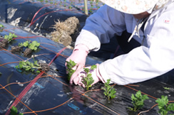 盆菊の定植