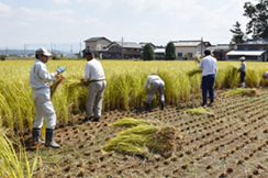 もちワラの刈り取り作業