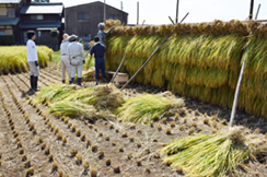 はさかけで天日干し