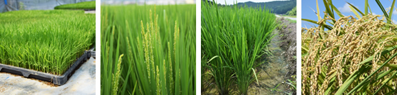 稲の成長過程